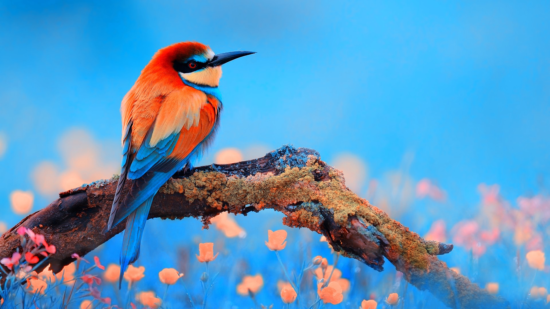 ảnh Bird
