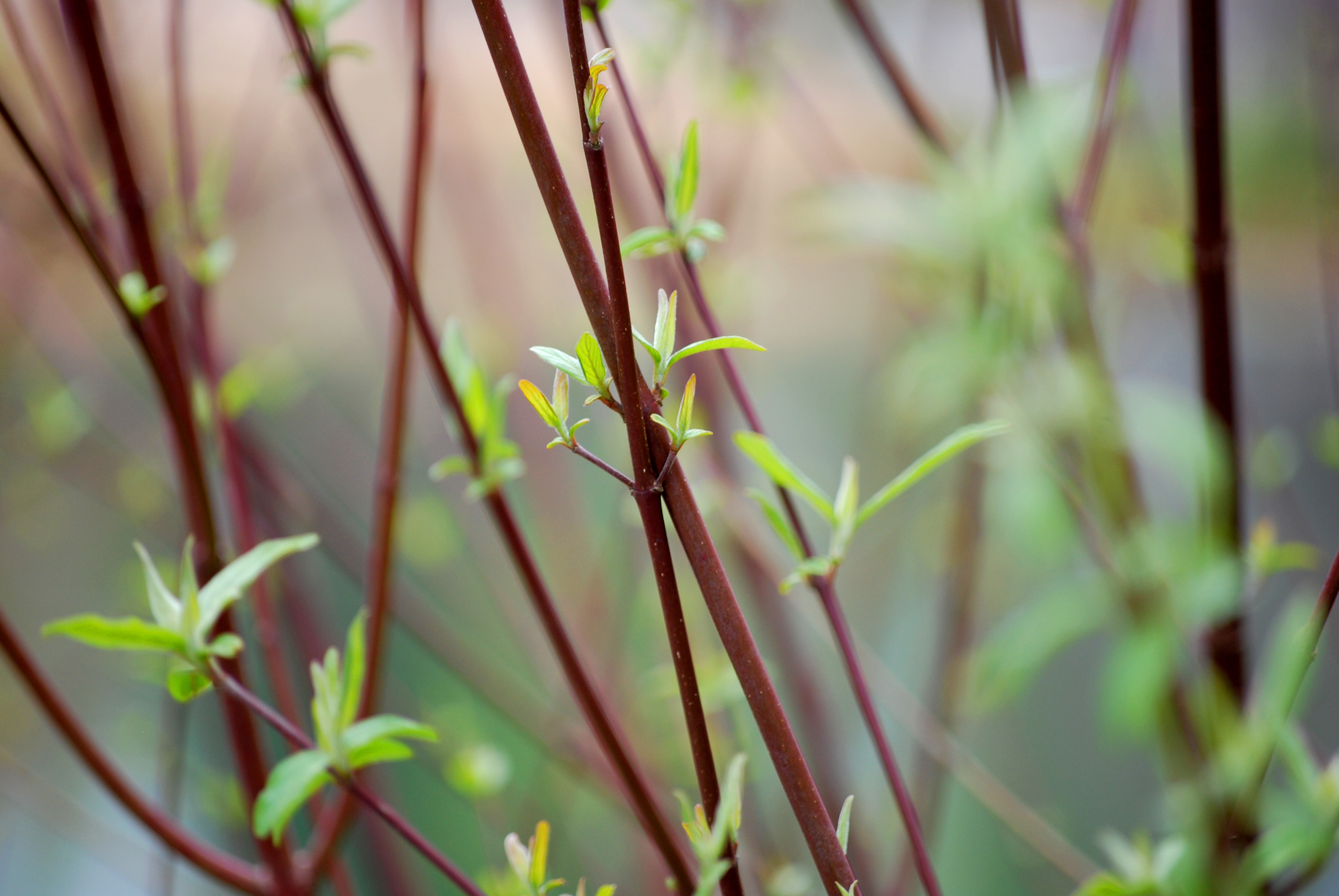 ảnh plant